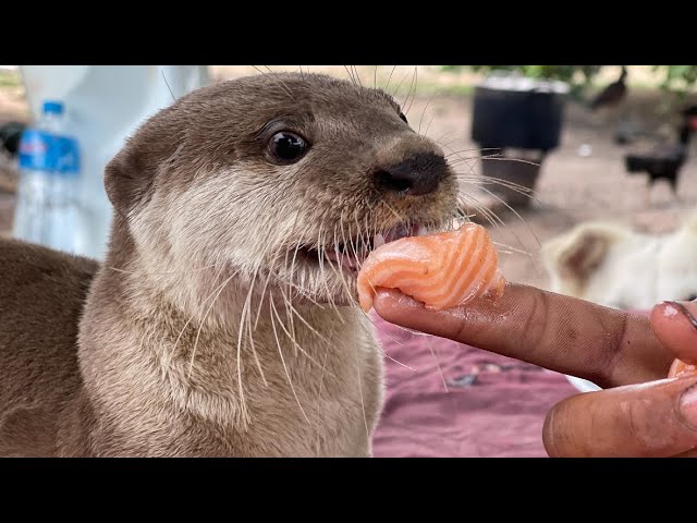 Otter excited salmon | Moon Na