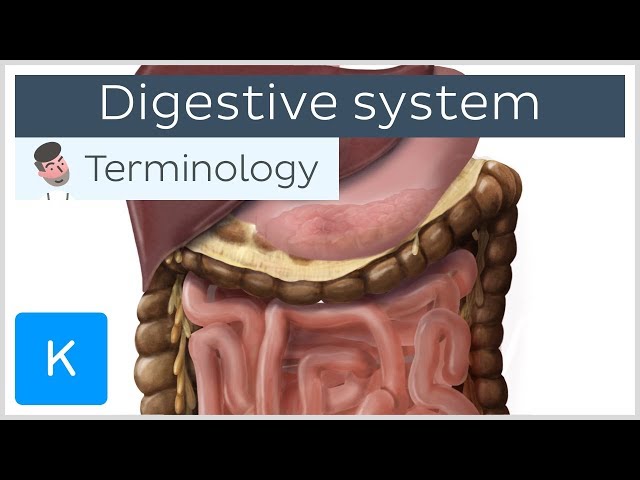 Digestive system - Anatomical terminology for healthcare professionals | Kenhub