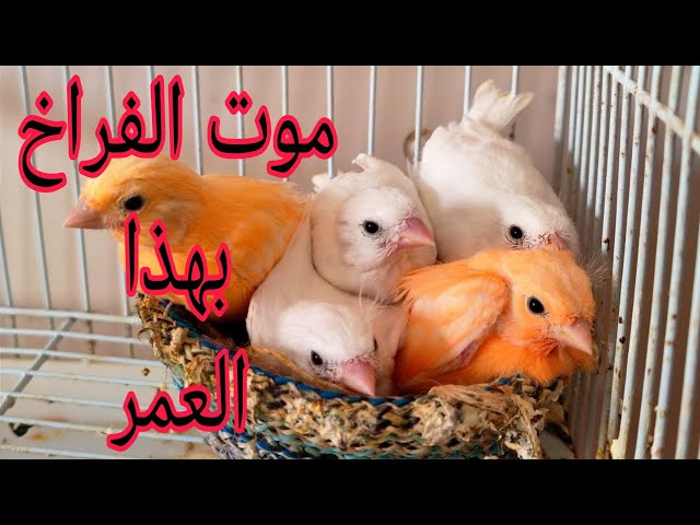 انتبه قبل فوات الاوان لإنتاج صحيح وفراخ سليمة طبق هذه النصيحة #عصافير #birds #