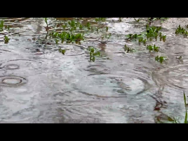 5 Minutes of Relaxation - Light Rain with Singing Bowl Sounds