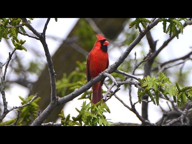 Backyard Birds -- Common Birds