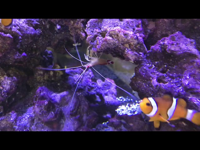 Cleaner Shrimp in our Red Sea Reefer 650 Aquarium