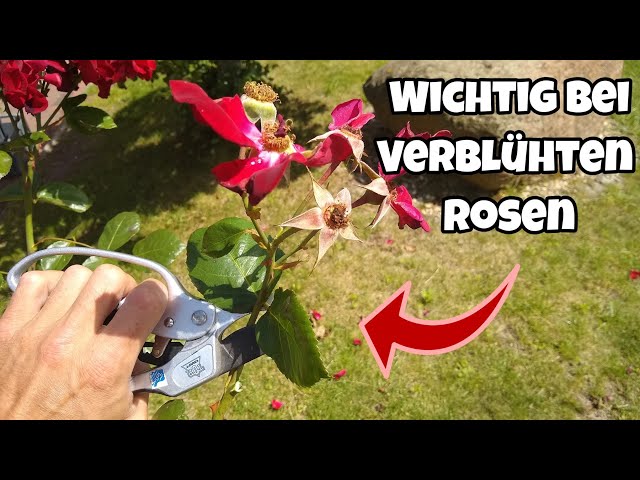 Was verblühte Rosen jetzt dringend benötigen❗