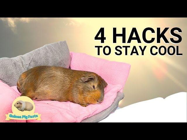 Best Hacks to Protect Your Guinea Pig from Heatstroke: Stay Cool during Summer 2025