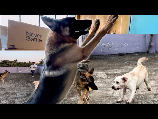 Kya German Shepherd Banega Re Tu⁉️🤯🐶🤣 #vloglife #motivation #funnydogs