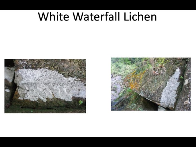 Phytobiophysics EDS 3 Part 1: White Lichen