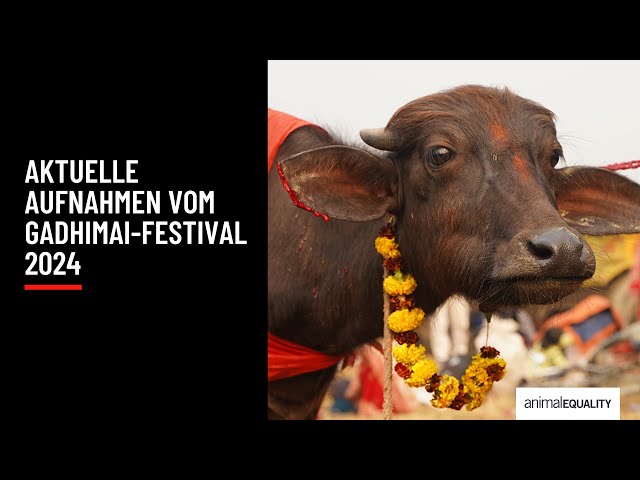 Recherche: Gadhimai 2024 - Das größte Tieropferfest der Welt