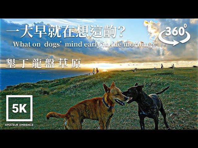 5K 360 VR Taiwan Walk 墾丁龍盤草原日出 Longpan Grassland Sunrise|Amateur Ambience kenting national park Asmr