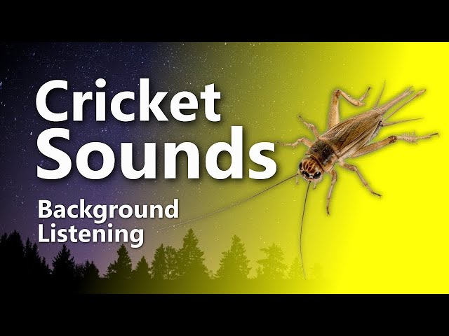 Relaxing Cricket Sounds for Sleep & Tinnitus Relief (Crickets)