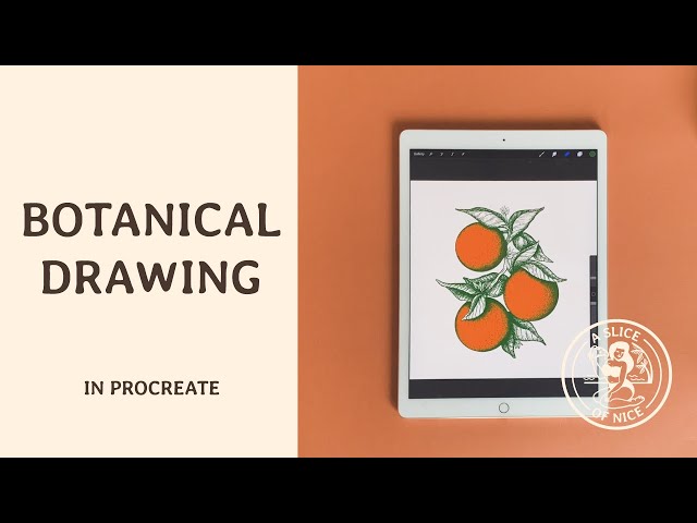 Making a Botanical Illustration in Procreate - iPad Pro Drawing Tutorial