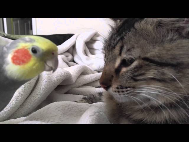 Kit the cockatiel singing and talking to the cat, Henry.