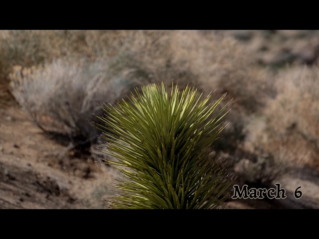 Joshua tree time lapse bloom