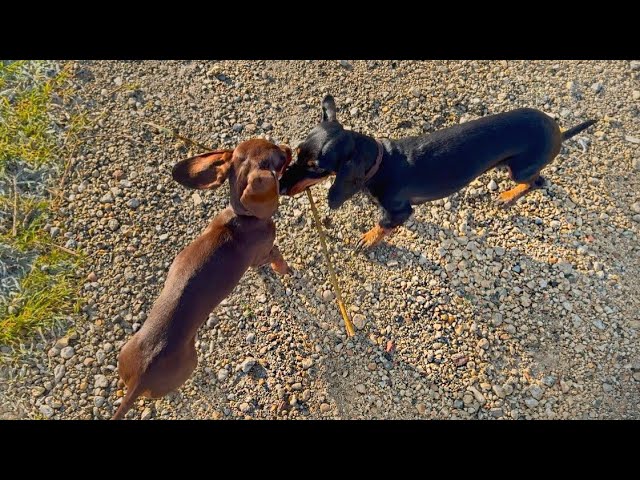 Family Diary- Dachshunds on a frosty landscape.