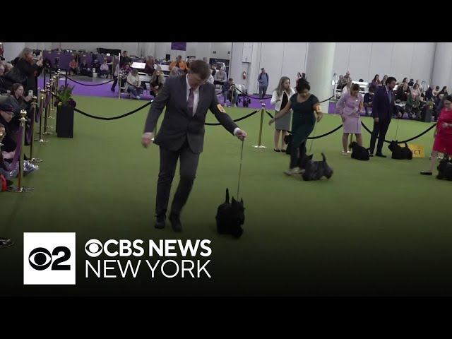 "Best in Show" awarded Tuesday night at 149th Westminster Kennel Club Dog Show