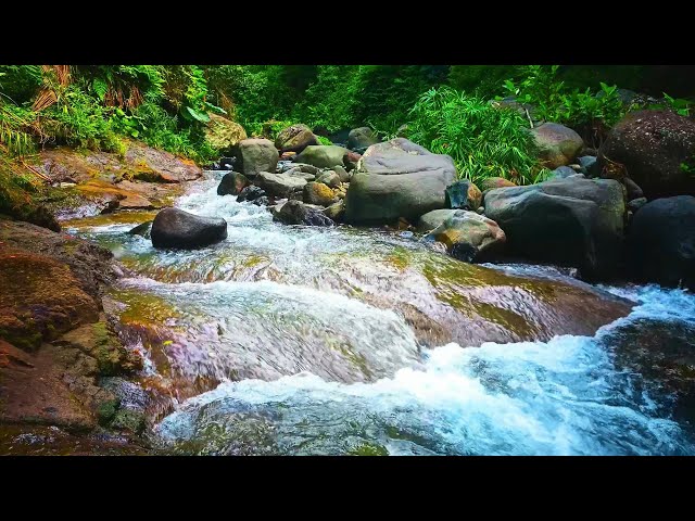 Splashing face with water stimulates nerve endings Forest River Meditation Lower cortisol levels