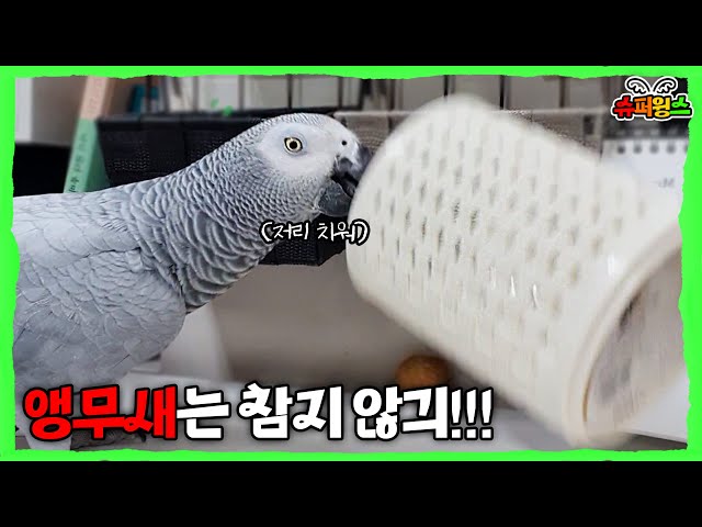 (SUB) It happens when I bring a parrot to work.MOV