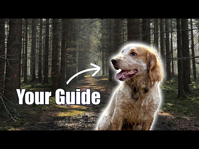 Happy Dog: 20 Amazing Tips on Our Beautiful Forest Walk