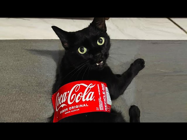 Funniest Cats Videos 2024 😁Funny Cat Videos − Funny Cats