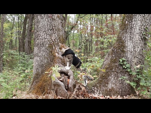 When a cat loves the wild 🌲🐱 adventures follow