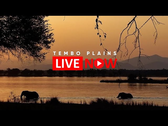 Tembo Plains | Wildlife Live Stream – Zimbabwe