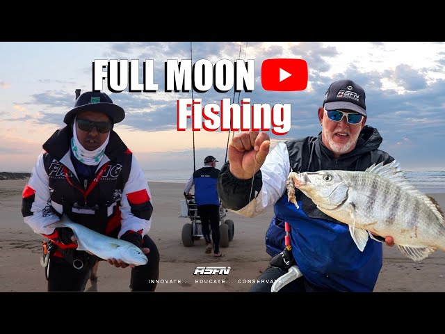 Catching shad and a white Steenbras on the full moon | Surf Fishing South Africa