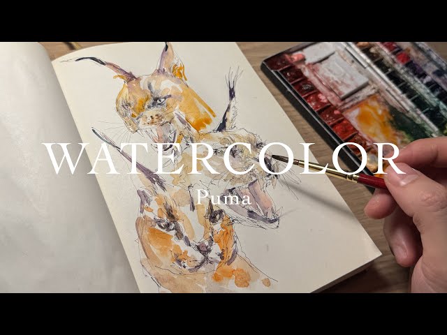 How to draw pen drawing caracal and watercolor finish