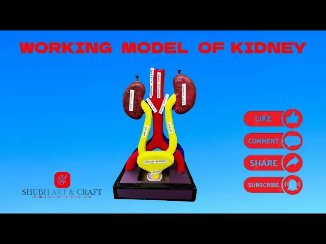 Kidney Working Model | working Model School Project #schoolproject #science #biology