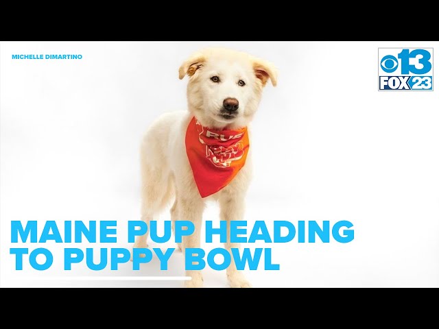 Maine pup heading to Puppy Bowl