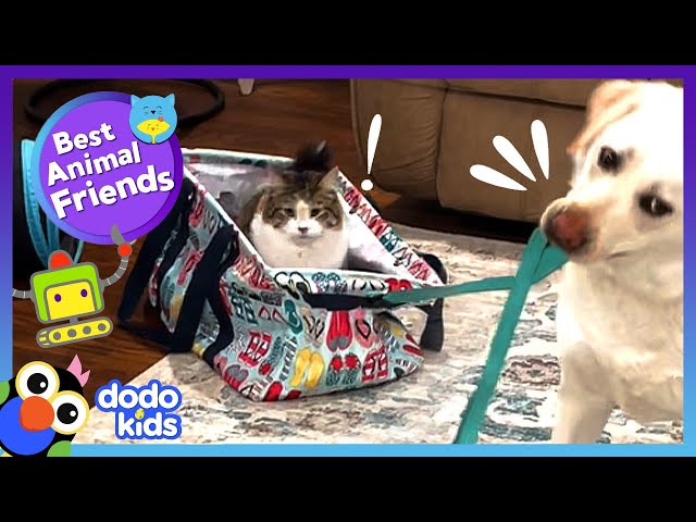 Dog and Cat Sled Team Can Beat Any Robot! | Dodo Kids | Best Animal Friends