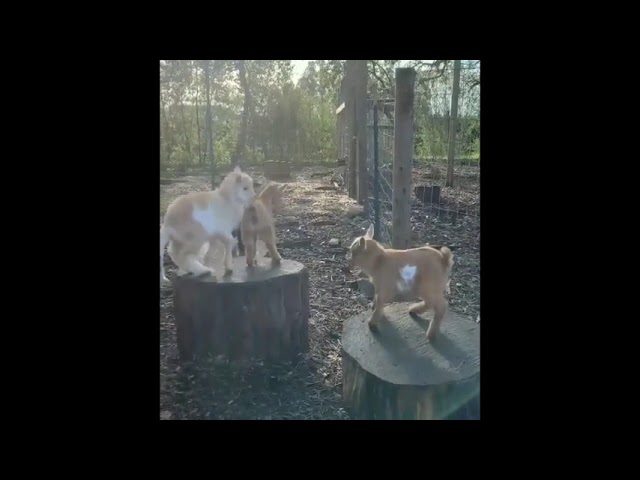 Funny Animal Try Not To Laugh