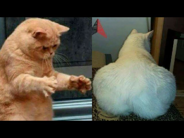 Funny cats video compilation 💞 Cute cats videos