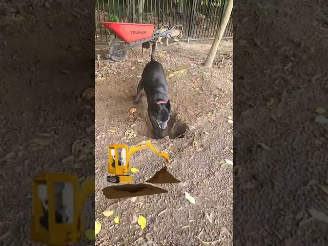 Buddy digs a Hole