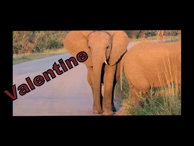 *Valentine* Love for Elephants | HOLIDAY