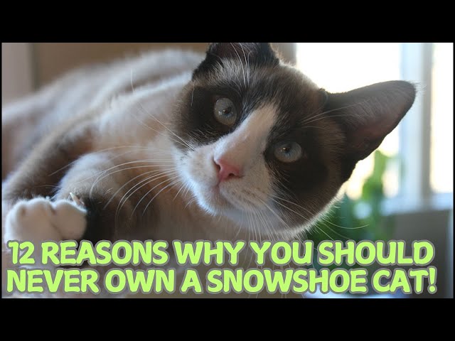 12 Reasons Why You Should Never Own a Snowshoe Cat! 🐱❄️