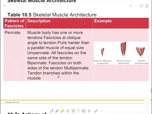 3  Isometric, fiber organization, actions, naming, cardiac and smooth