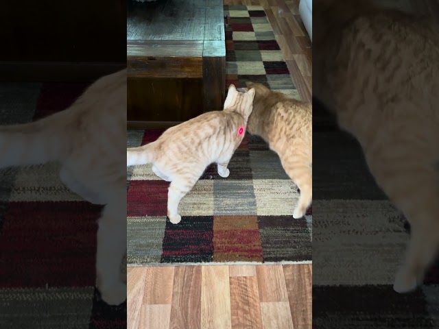 Cats chasing a laser light