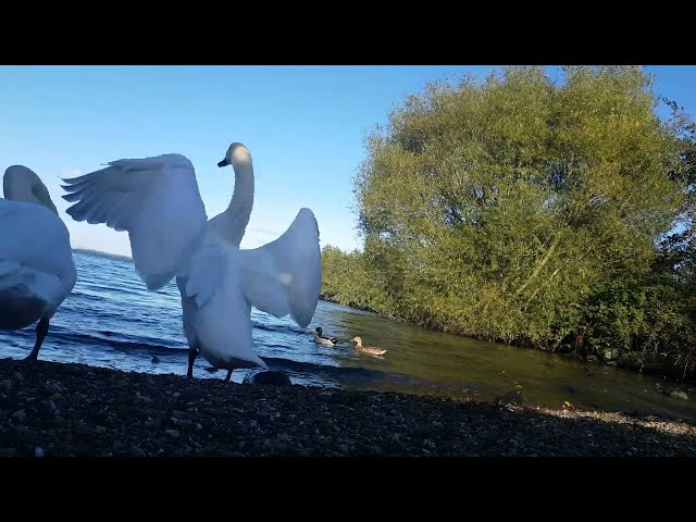 🇮🇪🦢 MUTE SWANS🦢MALLARD DUCKS🦆LOUGH NEAGH IRELAND💧#loveirelandmore💧#tranquility💧LIKE👍🙏subscribe🙏😇#zen