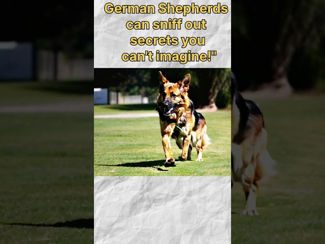 "German Shepherds' Incredible Smell Power: How They Detect Scents Better Than Humans!"