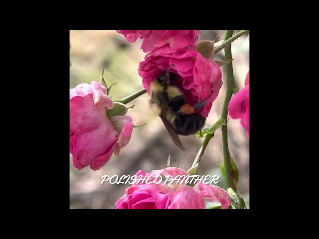 Bumble Bee 🐝 on 🌺 hear the wings bzzzz