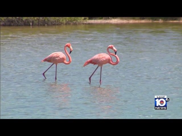 Have you seen pink flamingos in Florida Keys?