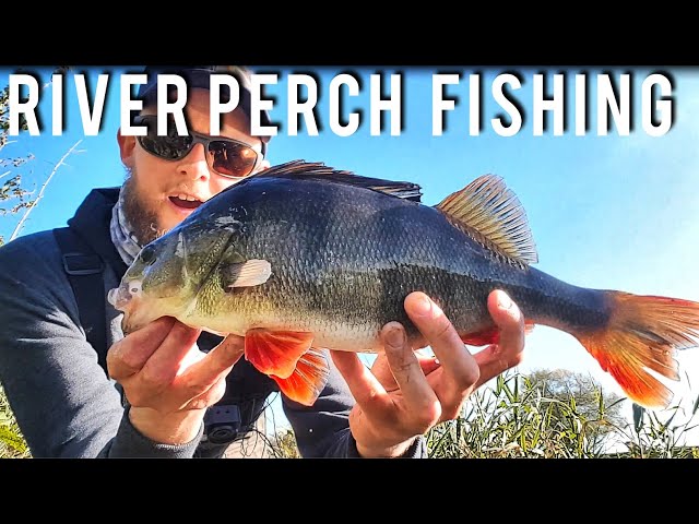 UK River Perch Jigging: Modern Lure Fishing