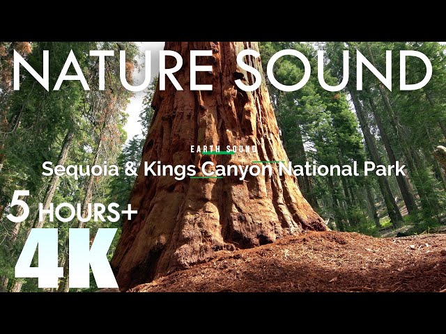 EARTH SOUND Sequoia National Park Nature Sounds Giant Forest 1 Forest Birds 5 Hours Relaxation