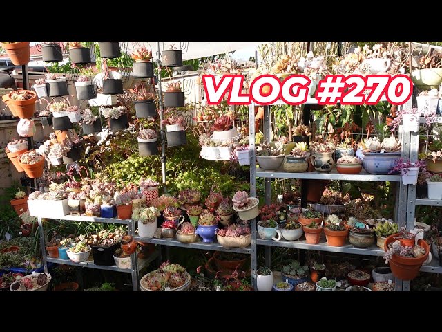 My Favorite Succulent Outdoor Shelves | VLOG #270 - Growing Succulents with LizK