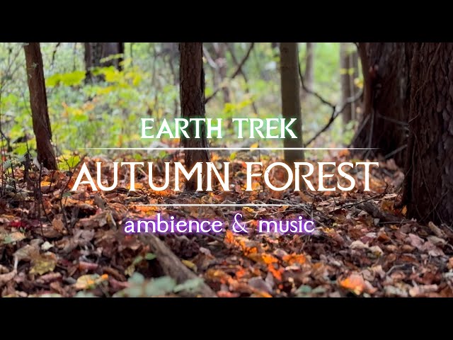 Autumn Afternoon in Magical Forest | Calming Music & Ambience - 4K HDR