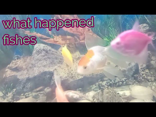 Best aquarium what happened fishes! #srilanka #travel #fishing #fish #shortsfeed #shorts #shortvideo