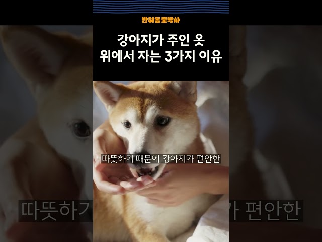 강아지가 주인 옷 위에서 자는 3가지 이유