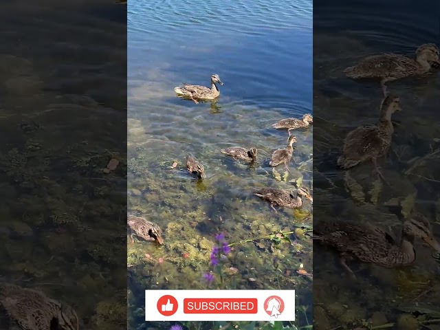 6 baby ducklings swimming around their mama at Centennial Pond #shorts #ducks #ducklings #trending