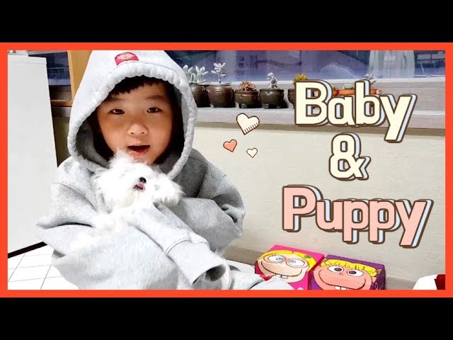 Baby and Puppy video - Can Sihoo and Maltese Mira be best friends?