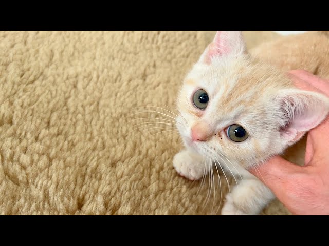 It was so dangerous!The kitten who doesn't know play bite yet bite my foot