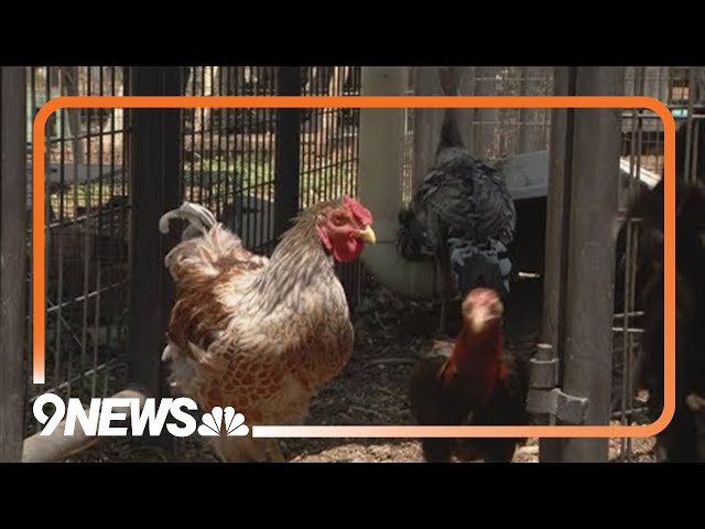 Raising chickens becoming more popular amid high egg prices